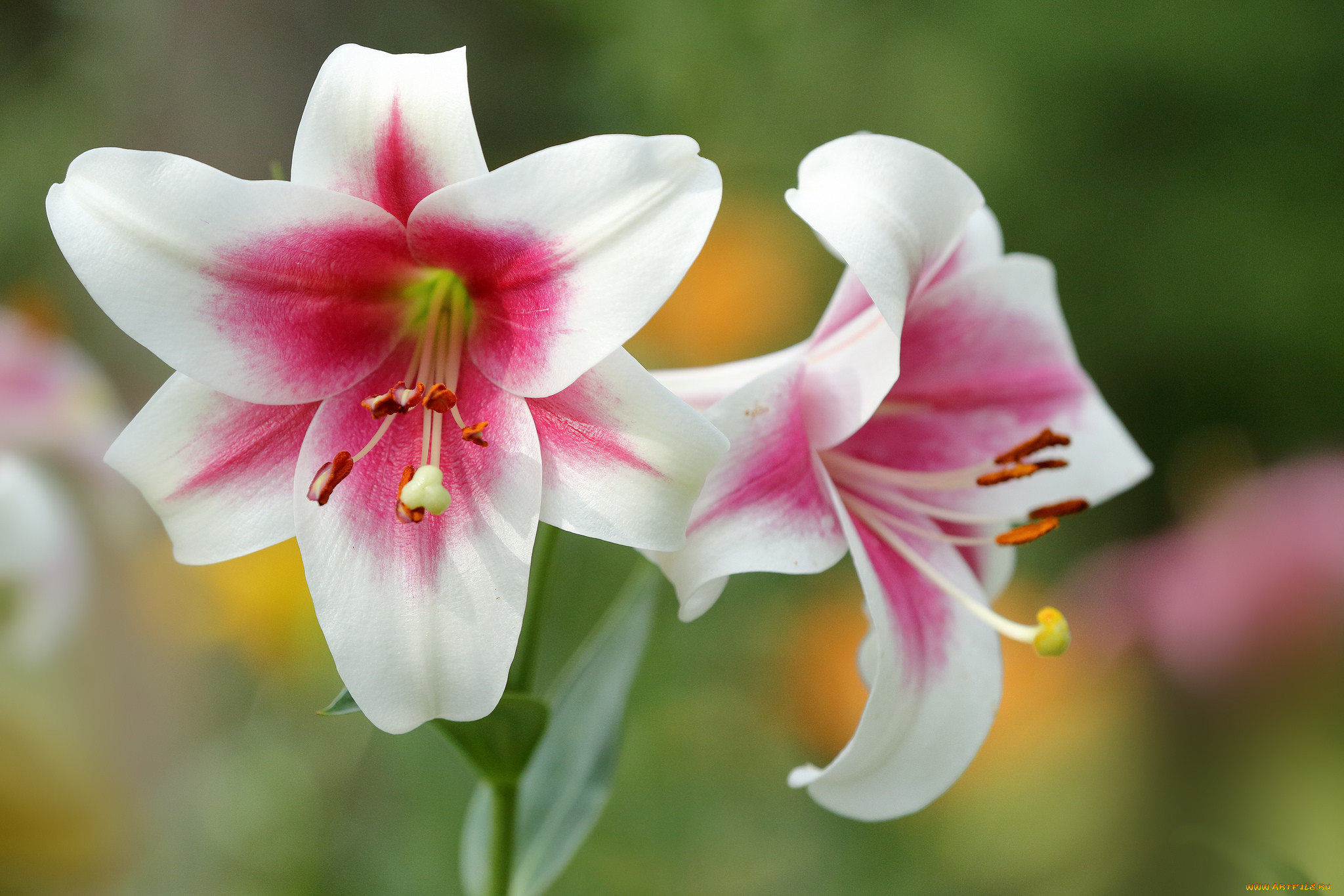 , ,  , blooms, buds, pink, lily, , , 
